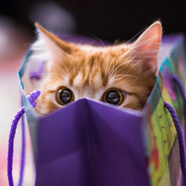 "Кот в мешке" "Кот в мешке"